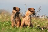 BORDER TERRIER 164